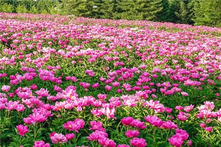 昆明旅游 昆明旅游