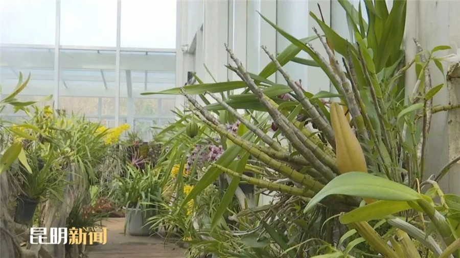 昆明旅游 昆明旅游