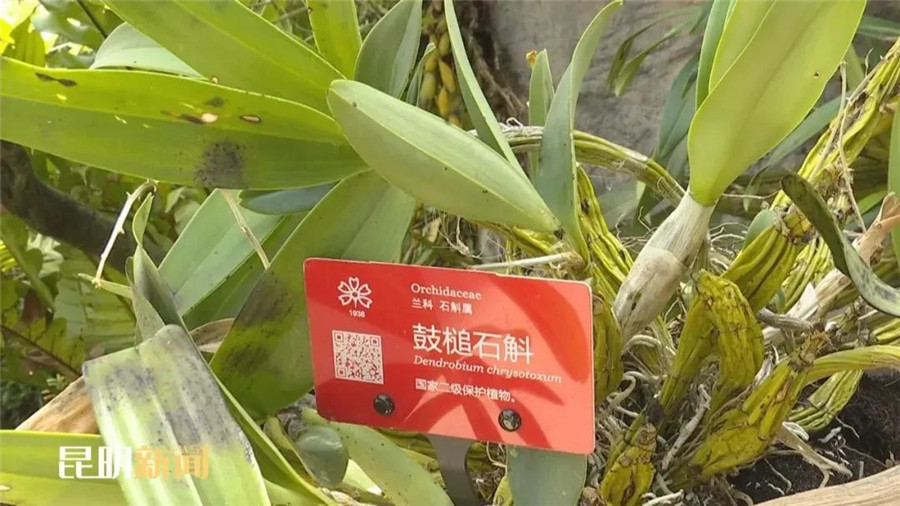 昆明旅游 昆明旅游