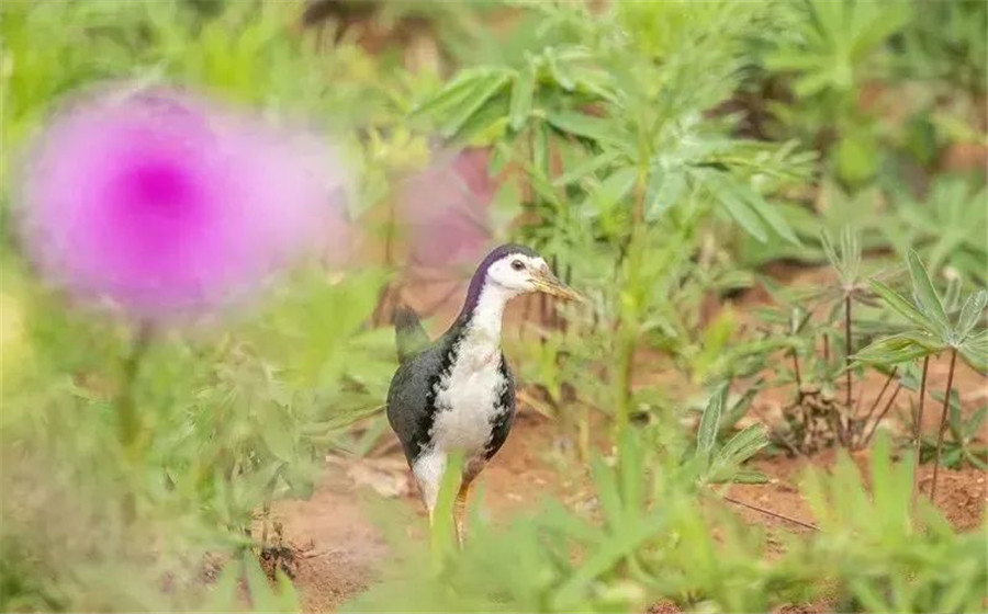昆明定制旅游 昆明定制旅游