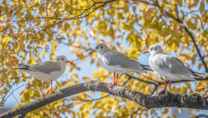 昆明旅游 昆明旅游