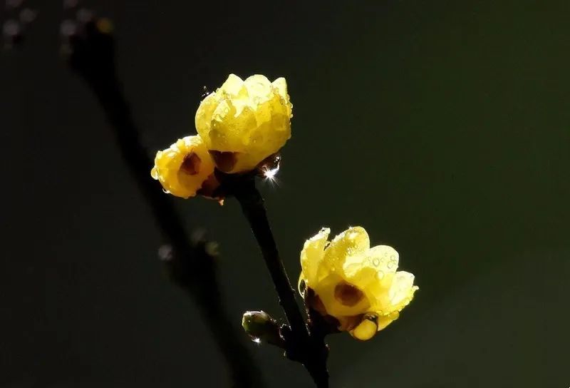 昆明旅游 昆明旅游