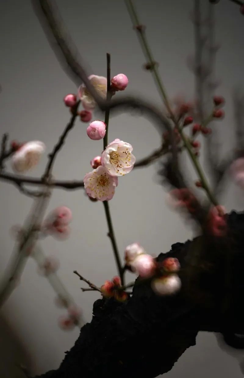 昆明旅游 昆明旅游