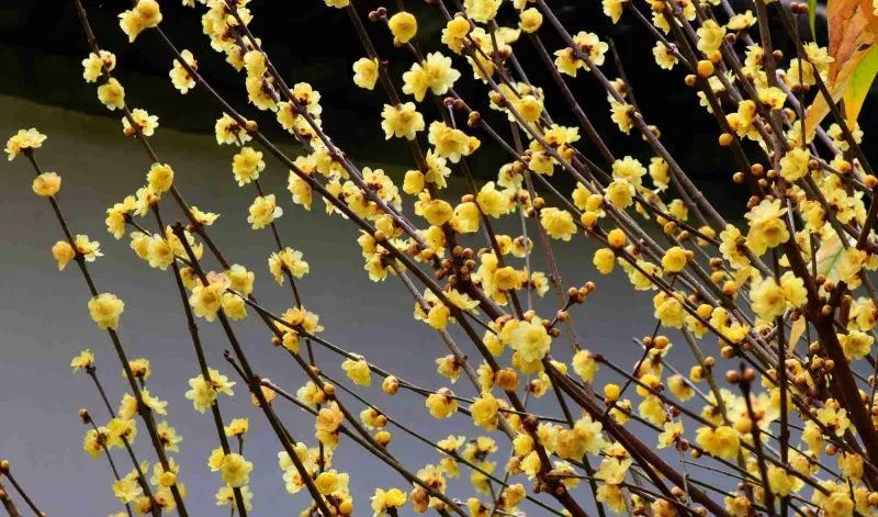 昆明定制旅游 昆明定制旅游