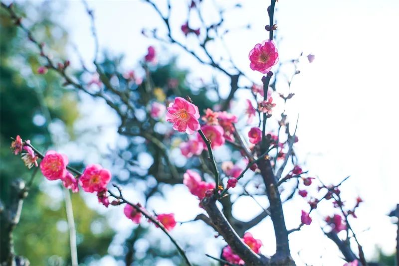 昆明旅游 昆明旅游