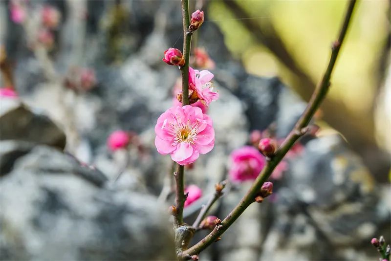 昆明旅游 昆明旅游