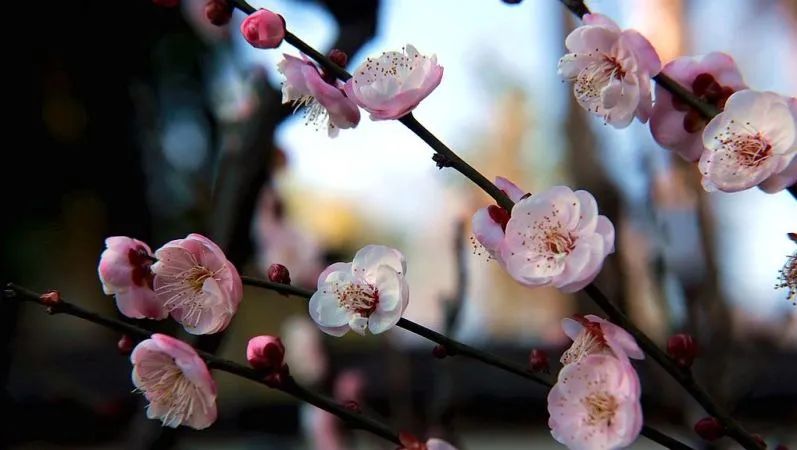 昆明旅游 昆明旅游