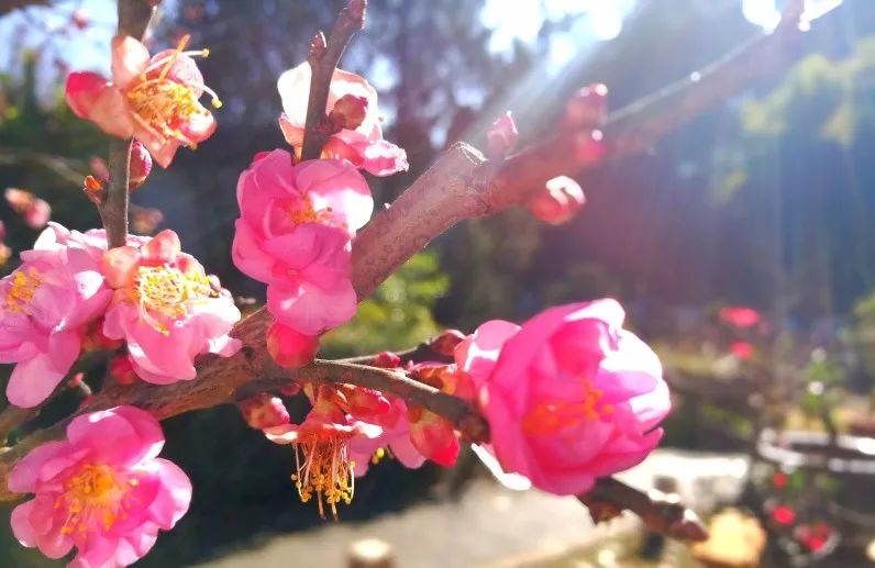 昆明旅游 昆明旅游